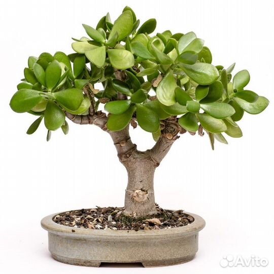 Толстянка Денежное дерево (крассула овата)