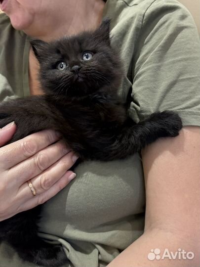 Шотландский котенок