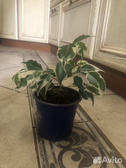 Фикус бенджамина