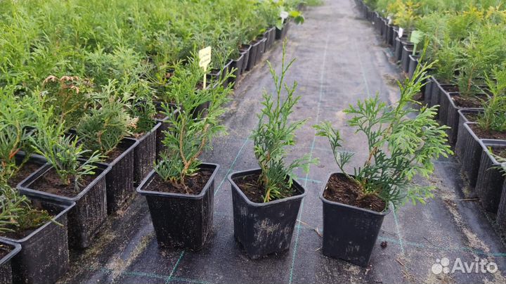 Туи смарагд