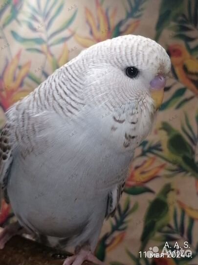 Птенец ввп (Чех)