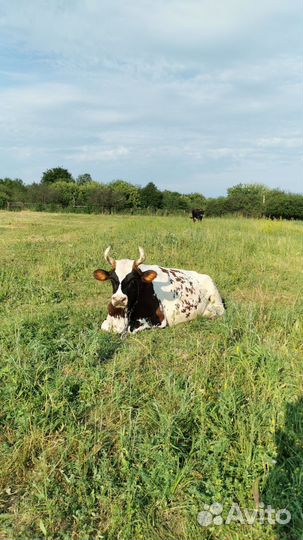 Корова айширская высокоудойная