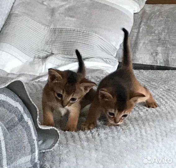 Абиссинская кошка