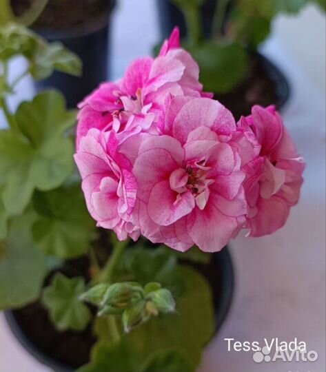 Пеларгония герань плюшелистная