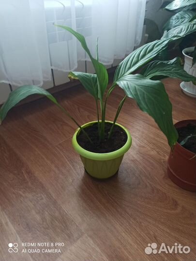 Спатифиллум