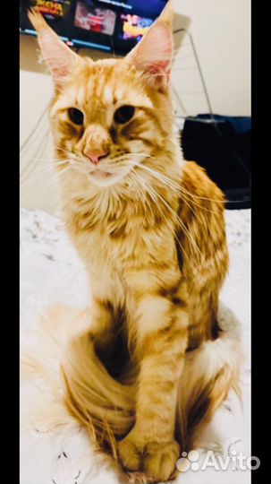 Котята мейн-кун полидакты и обычные- вязка