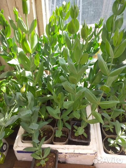 Эустома рассада