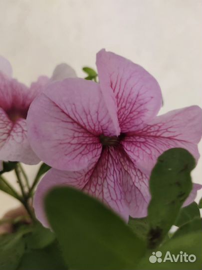 Вегетативная петуния