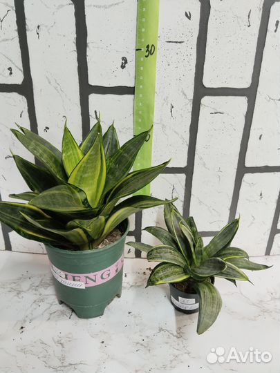 Сансевьерия 1