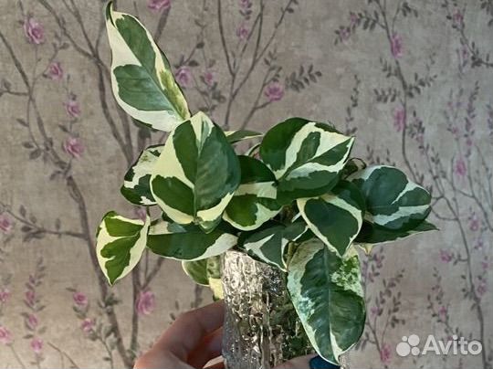 Эпипремнум н джой