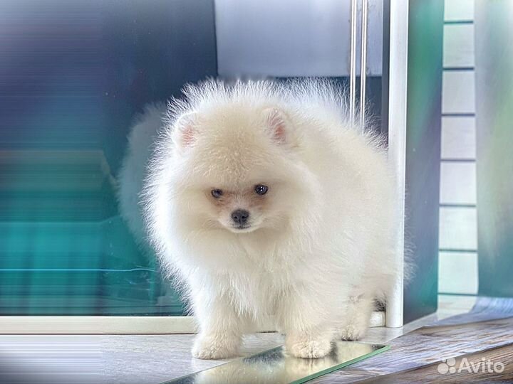 Шпиц