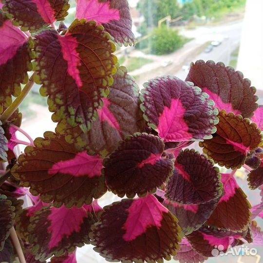 Декоративно лиственный домашний цветок, Колеус