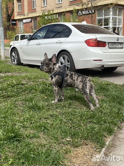 Французский бульдог мерле кабель вязка