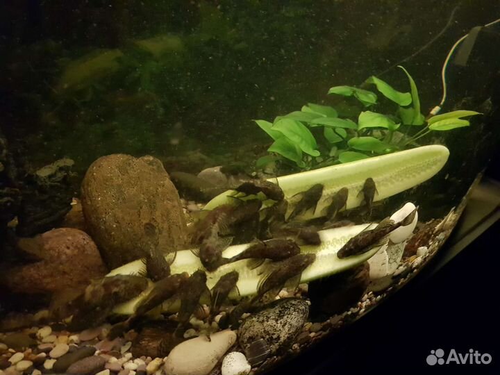 Сомики-анцистры