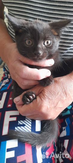 Отдам в добрые руки