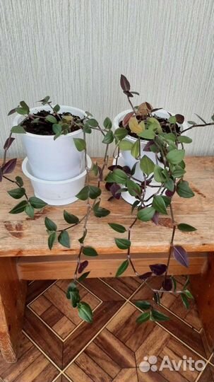 Кливия Гардена,традесканция, хойя