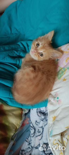 Котенок девочка 2 месяца