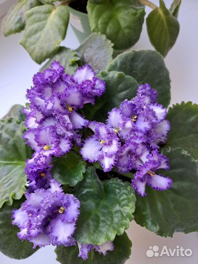 Фиалки сортовые