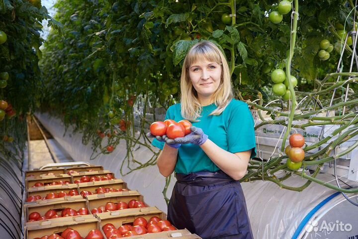 Вахта Москва Сбор урожая Проживание Спецодежда