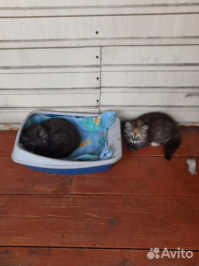 Отдам котят в добрые руки