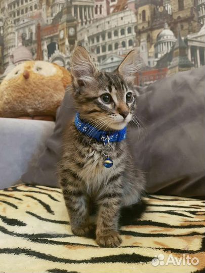 Котик 2,5месяца от домашней кошечки