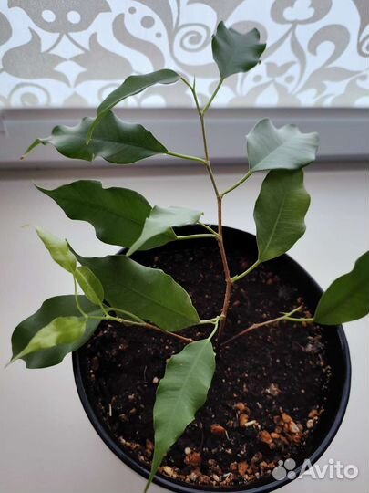 Фикус бенджамина