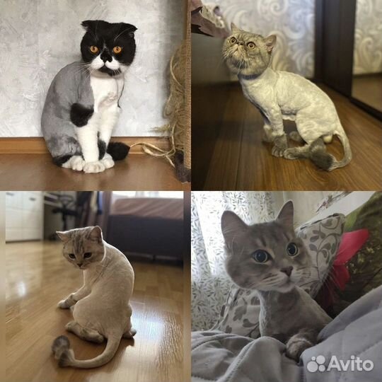 Стрижка кошек и котов. Возможен выезд