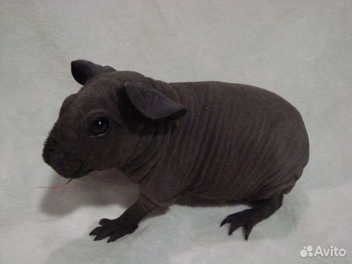 Морские свинки скинни