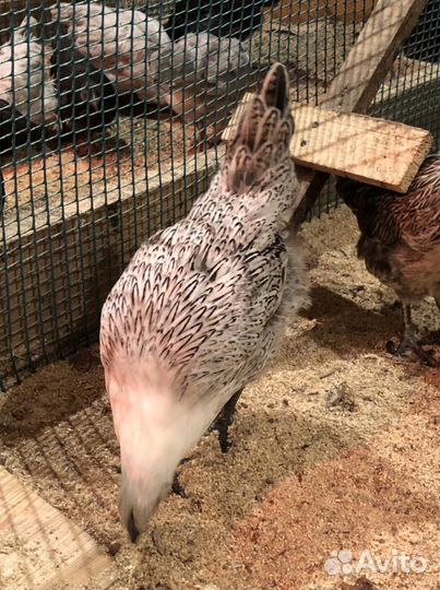 Лакеданзи серебро курицы,петухи,инкубационное яйцо