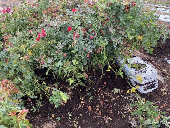 Розы спрей аваланж