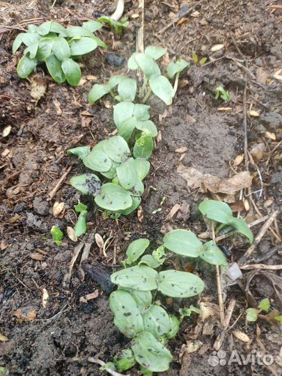 Рассада огурцов, помидор, перцы