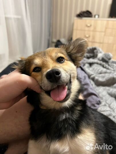 Отдадим собачку в добрые руки