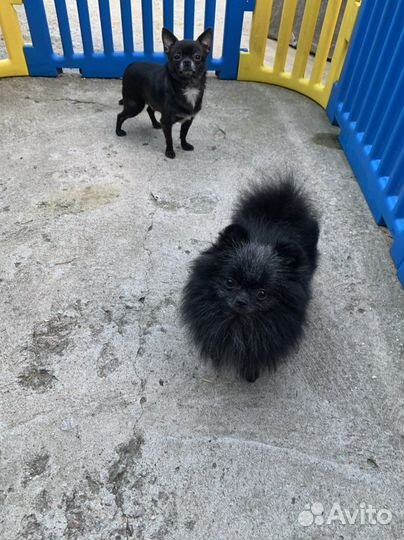 Миники готового размера