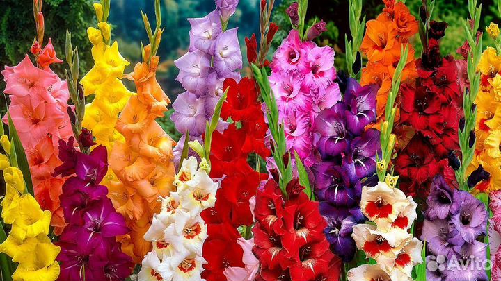 Гладиолусы луковицы