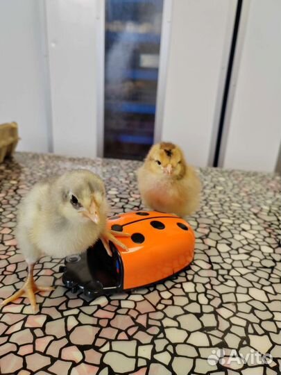 Бройлер, утята, молодка