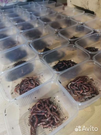 Черви для рыбалки