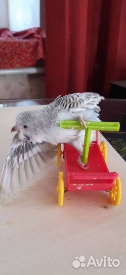 Ввп (Птенцы) чехи и обычные волни