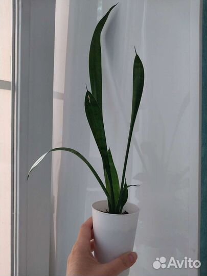 Сансевиерия