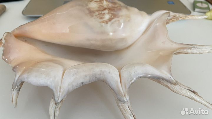 Ракушка рапана большая