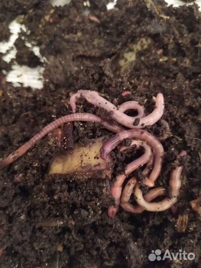 Черви для рыбалки. Денробена