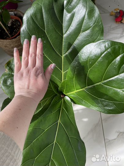 Черенки Колумнарис