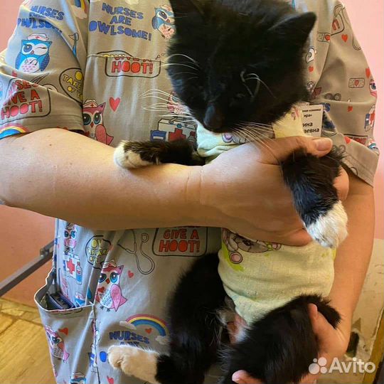 Кошечка в добрые руки