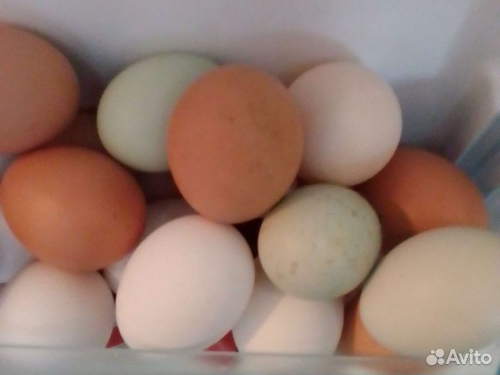 Домашние куриные яйца