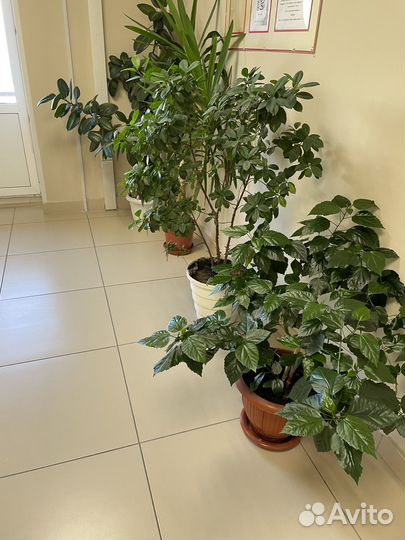 Комнатные цветы бесплатно