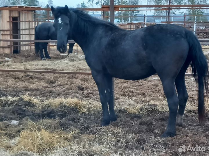 Продаются Кобылы