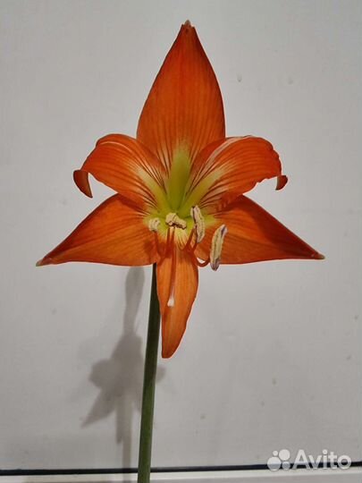 Гиппеаструм