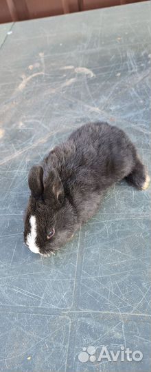 Декоративные зайки