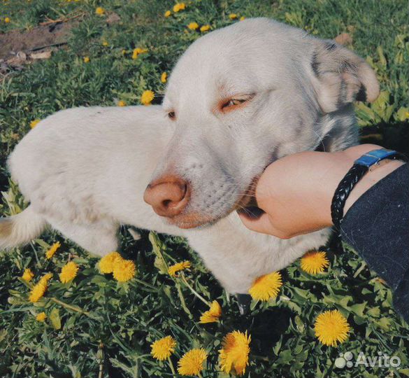 Собаки бесплатно в добрые руки щенки