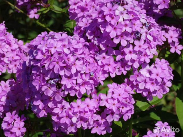 Флокс софия фото и описание Флокс Хеспериды(Hesperis) купить в Екатеринбурге Товары для дома и дачи Авито