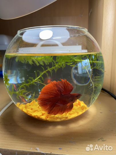 Аквариум